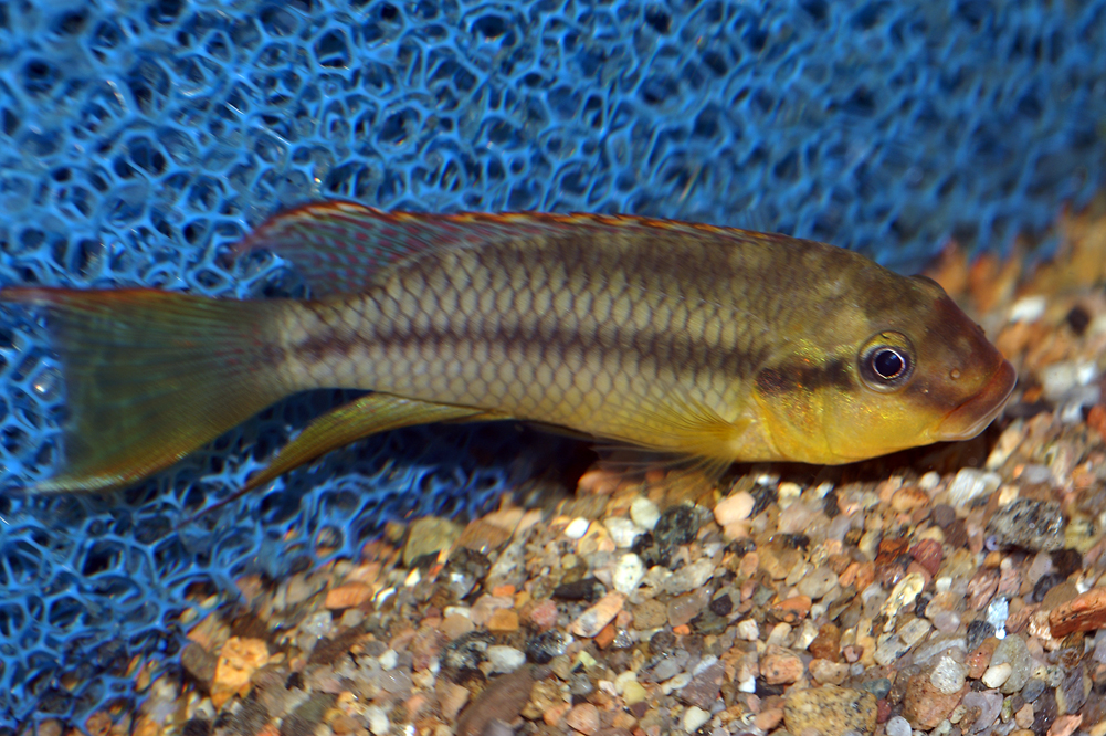 Limbochromis2